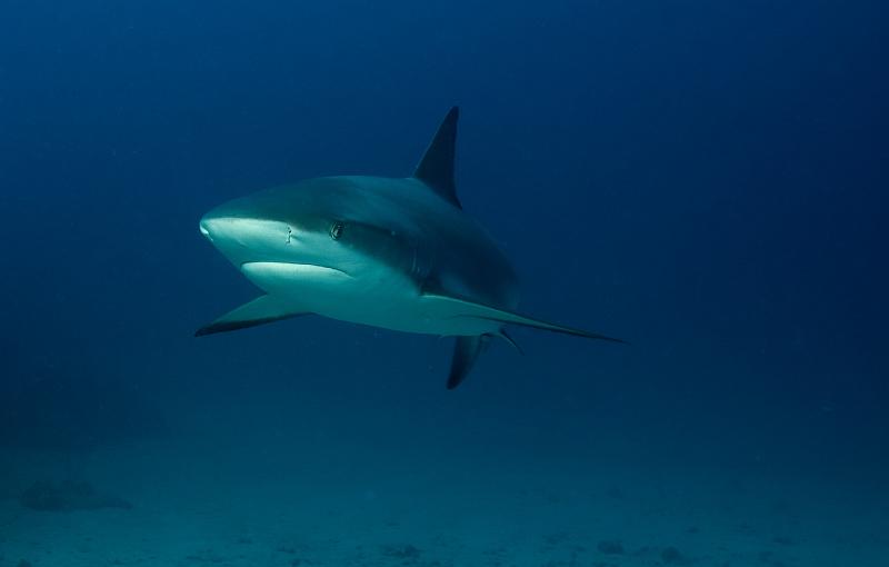 St Martin shark hotel 20 aout 2010_33.jpg